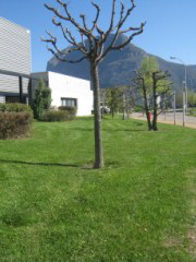 paysagiste isère, paysagiste voiron